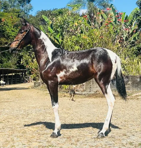 Vendo essa linda potra pampa 