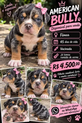 American Bully fêmea
