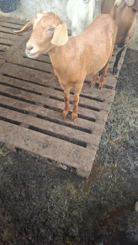 Cabra