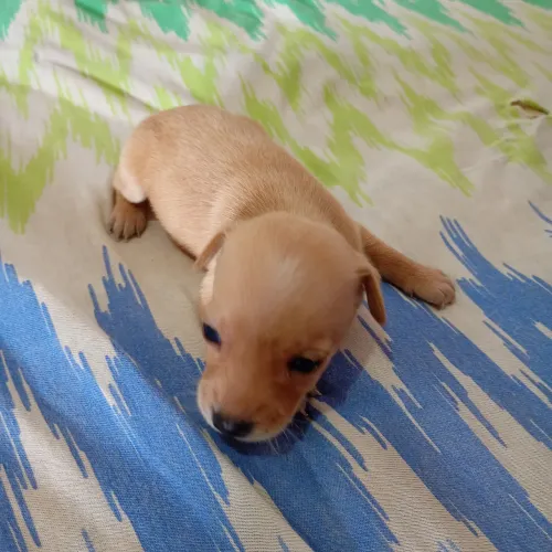 Vendo filhotes de pinscher 