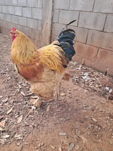 Vendo casal de Brahma
