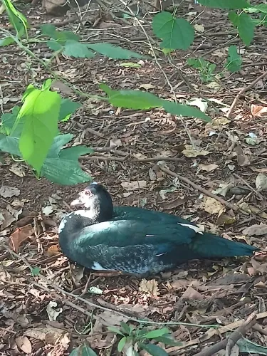 Pato adulto