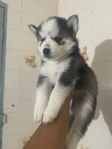 Pais com pedigree,husky siberiano macho 