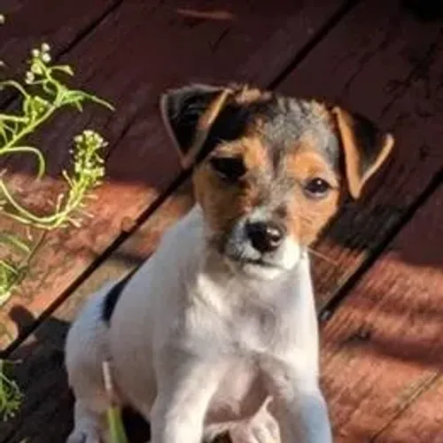 Jack Russell Terrier,Jack Russell Terrier Filhote Selecionado Alta Procedência