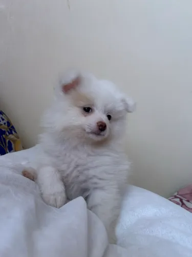 Spitz anão fêmea 