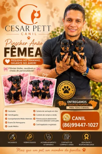 Pinscher anão fêmea 