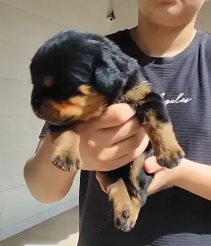 Super Ninhada de Rottweiler 