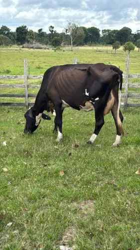 Vendo Vaca Girolando em lactação com bezerra