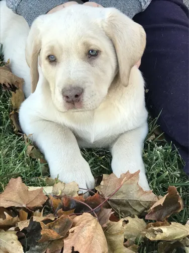 Filhotes De Labrador - O Amor Verdadeiro E Peludo E Adora Brincar