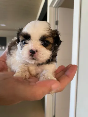 Shihtzu Filhote Puro Macho e Fêmea