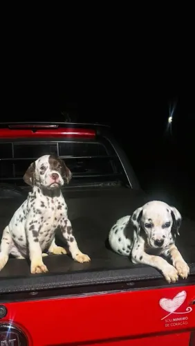 Vendo Filhotes de Dalmata Macho.