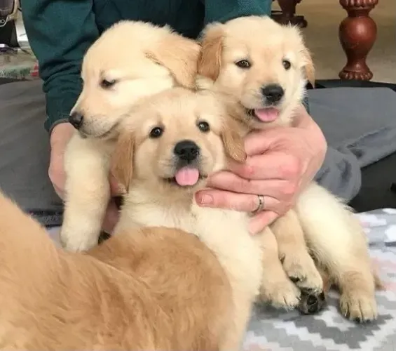 Golden retriever muito fofo