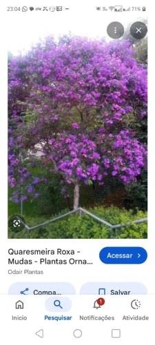Quaresmeira roxa com 2 metros e 50cm