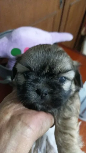 Vendo Shitzu