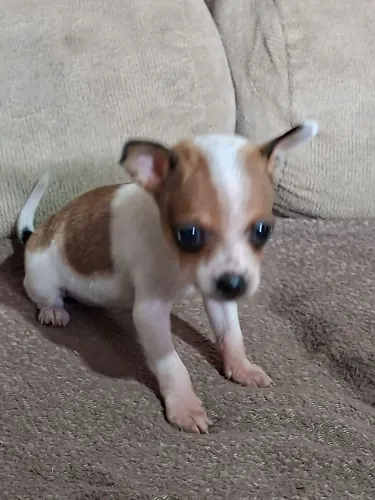 Pinscher machos e femea