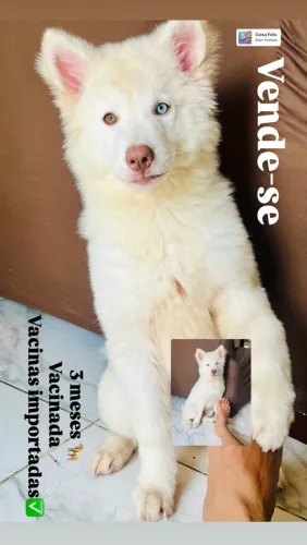 Vende-se uma cachorra Husky Siberiano