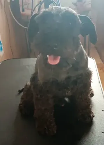 Schnauzer Miniatura