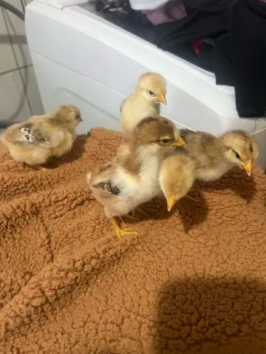 Disponível pintinhos e ovos gsb