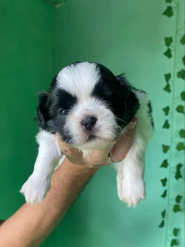 Filhote de Shih tzu macho