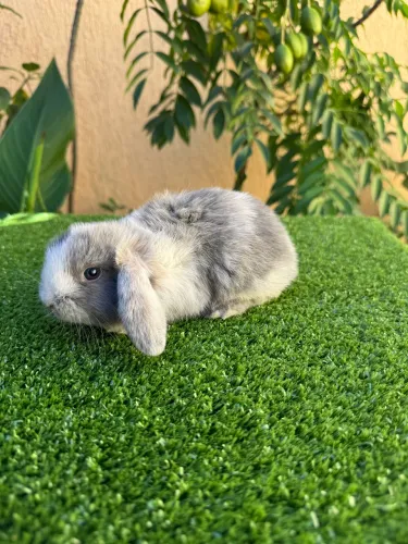 Mini Coelho Lop uruguaio