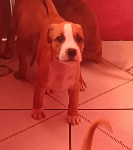 Vende-se filhotes de Pitbull American staffordshire 