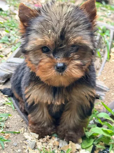 Yorkshire Terrier, macho , vacinado e vermifugado