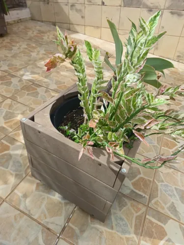 Vaso com Rodinhas e planta ornamental
