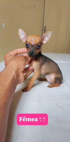 Pinscher com 67 dias vacinado