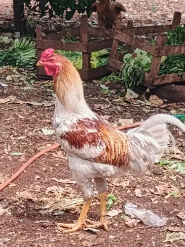 Vende-se frango caipira