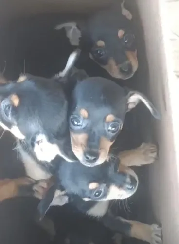 Pinscher saudavel