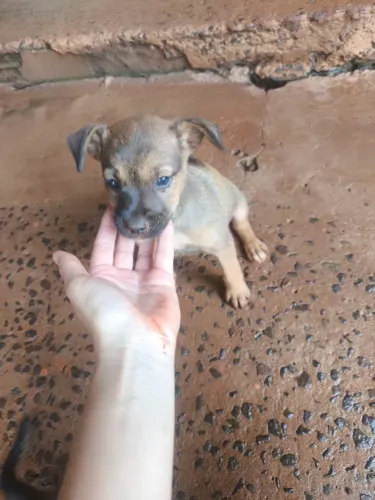 Filhotes de cachorro vira lata para doação