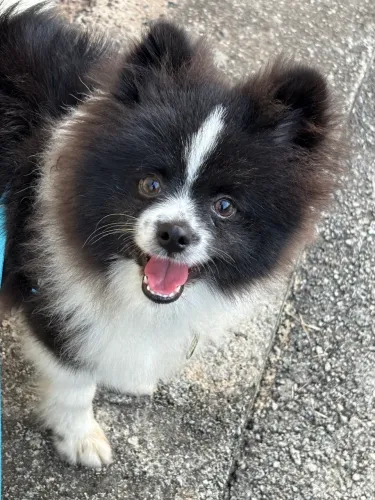 Spitz Alemão Macho