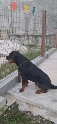 Vendo Rottweiler macho com dez meses, TOP!