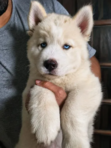 ? Filhote de Husky Siberiano Wooly Isabela - Raridade! ?