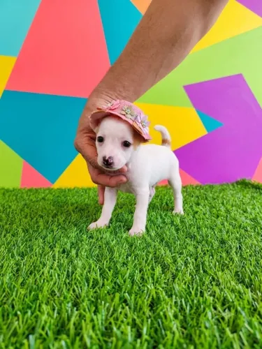 Encanto em Forma de Pinscher
