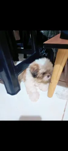 Filhotes de shih tzu
