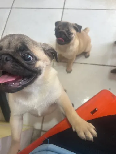 Vendo pug já vacinadas e vermifulgadas
