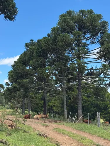 ? Fazenda à Venda - Excelente Oportunidade! ?