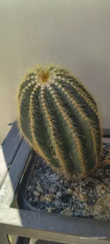 Cacto Parodia Magnifica