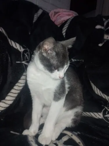 Doa se gatinha 5 meses , motivo pouco espaço e falta de tempo.