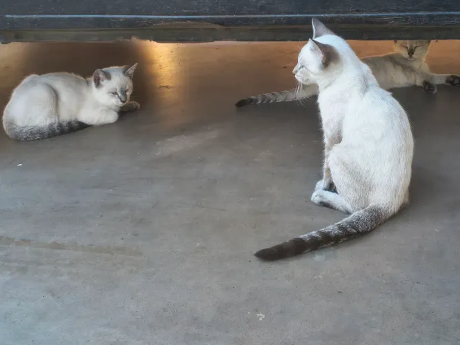 Estou Doando esses gatinhos ( já comem ração)
