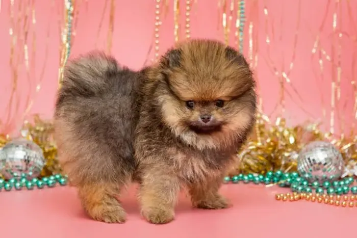 Filhote de Lulu da Pomerânia Com Um Jeitinho Que Conquista