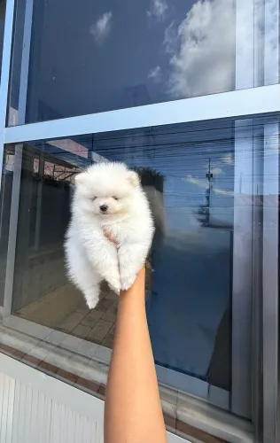     Spitz Alemão Anão Branco Príncipe Bevelinhill ?