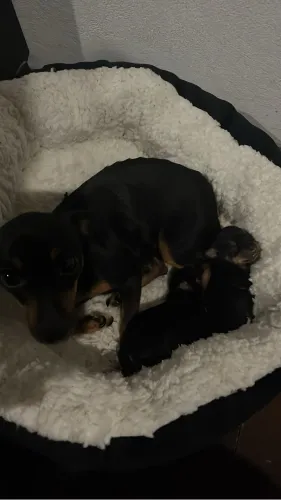 Pinscher fêmea