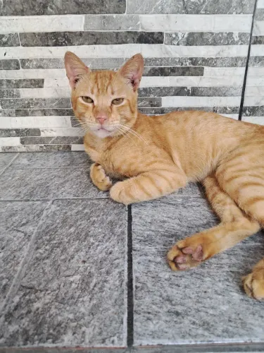 Gato macho laranja