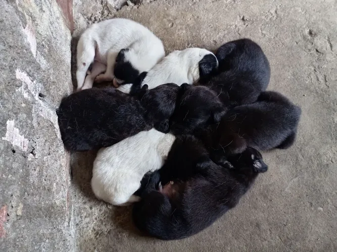 Cães para doação