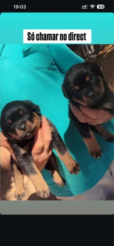 ROTTWEILER