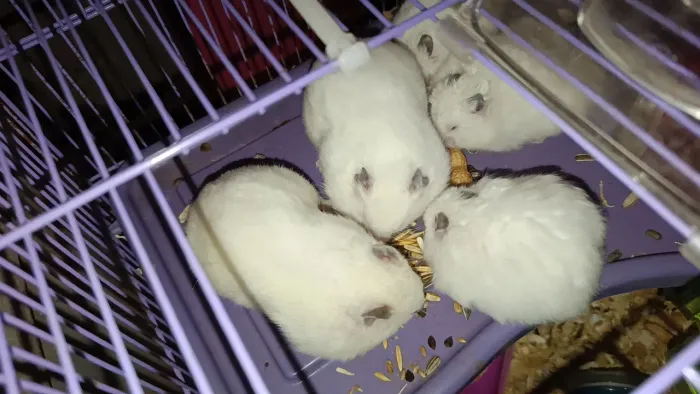 Hamster sírios