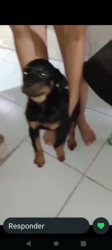 Procura-se rottweiler para cruzar