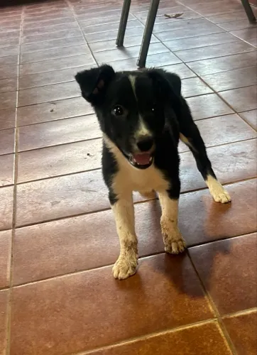 Filhote de Border Collie